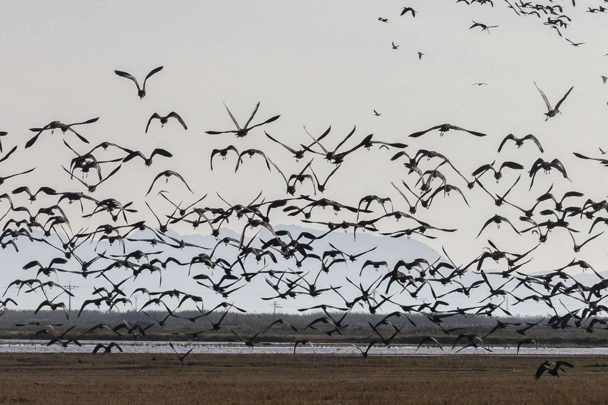 El picatort toma l'Albufera