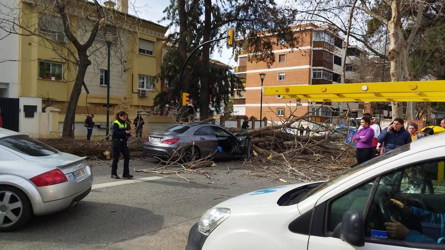 Cae un árbol sobre la avenida Juan Sebastián Elcano de Málaga