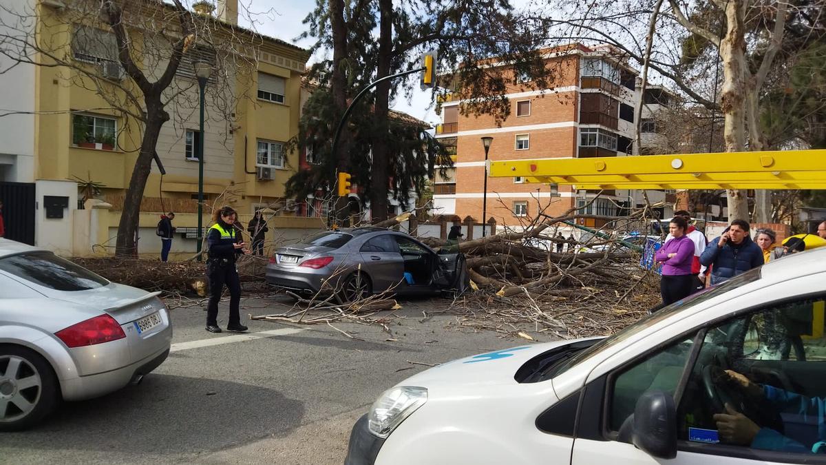 Árbol caído sobre la avenida Juan Sebastián Elcano de Málaga a causa del viento.
