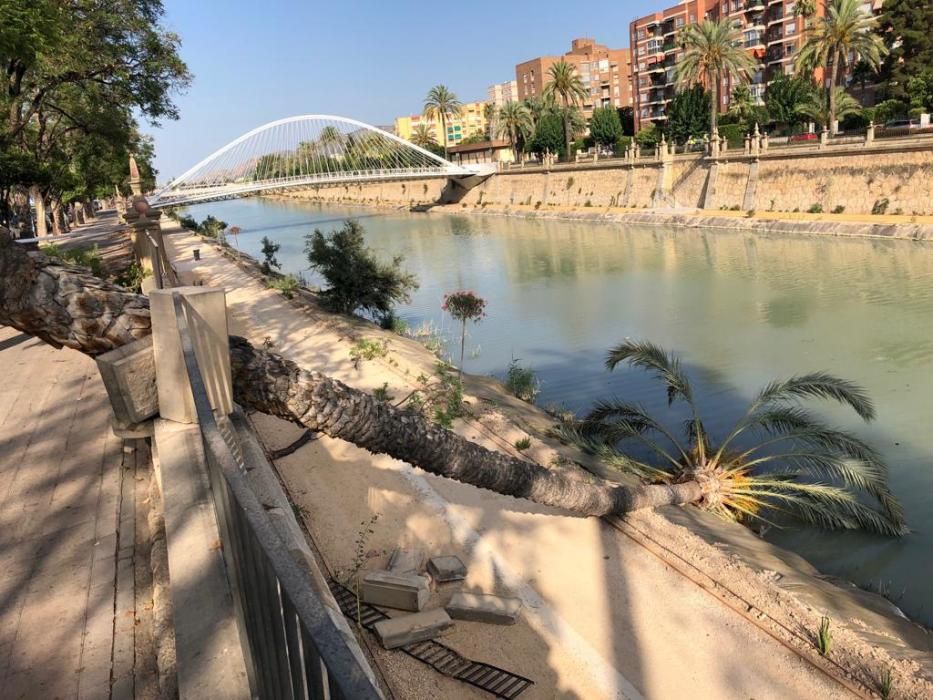 Una fuerte racha de viento hace caer una palmera