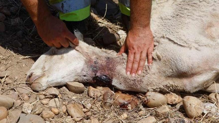 Una oveja atacada por el lobo en una explotación zamorana.