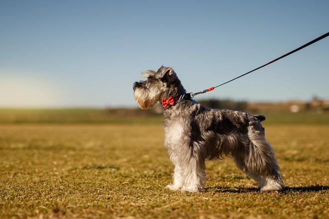 Schnauzer Miniatura, perros inteligentes