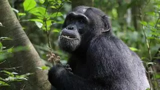 Descubren que los chimpancés consumen plantas medicinales para curar sus enfermedades