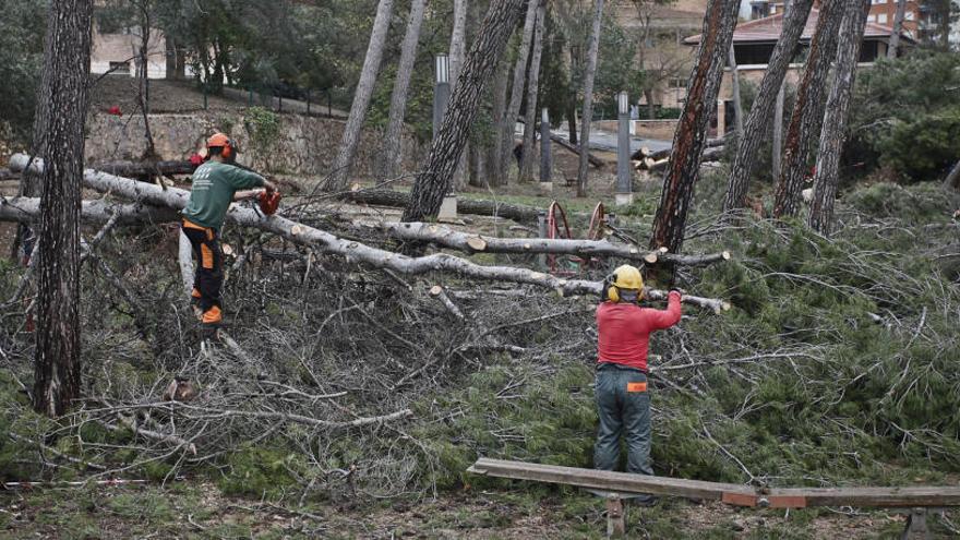 El temporal derribó numerosos árboles en El Romeral
