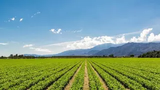 El PIB del sector agrari a Espanya creix un 8,2%