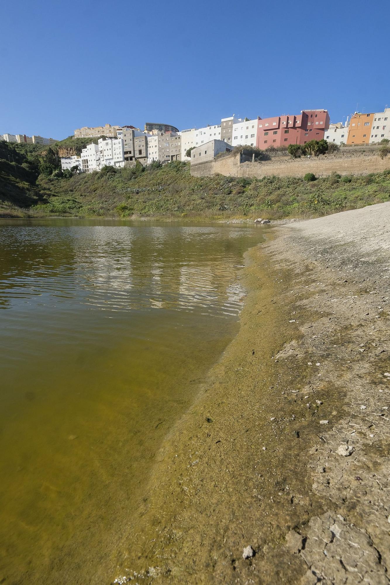 Mosquito ‘Aedes aegypti’ en Piletas