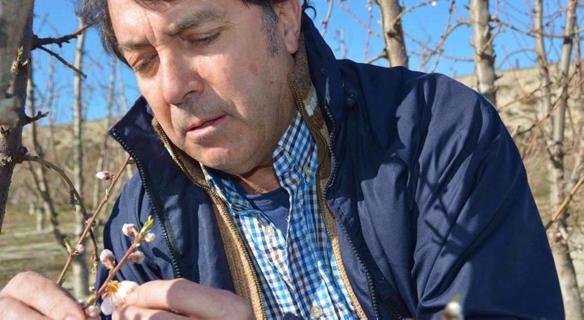 Un agricultor inspecciona posibles daños por las bajas temperaturas en la floración adelantada en su finca de frutales.