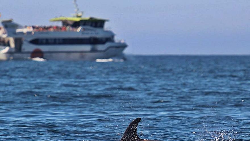 Denuncian malas prácticas y acoso de bañistas y navegantes a los cetáceos