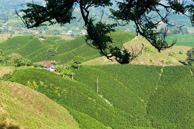 Eje Cafetero colombiano