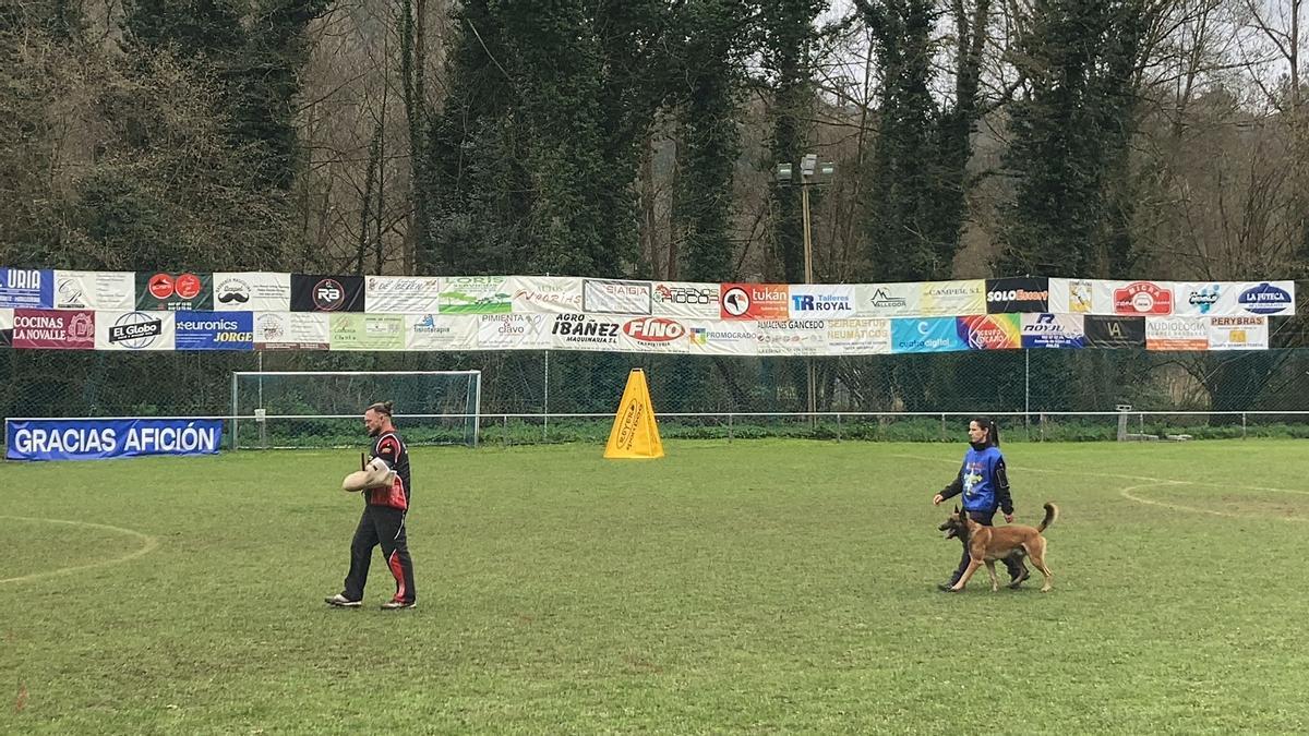 Gélida mañana de campeonato de adiestramiento canino en Cornellana
