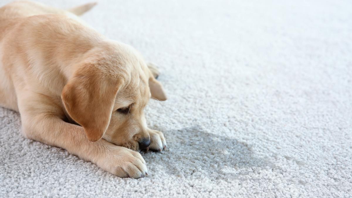 MASCOTAS: ¿Tu perro orina sobre una alfombra? Límpiala y déjala como nueva  con este truco