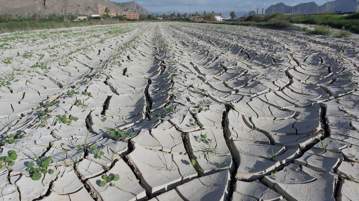 Campos de Orihuela, en Alicante, afectados por la falta de precipitaciones.