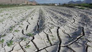 Campos de Orihuela, en Alicante, afectados por la falta de precipitaciones.