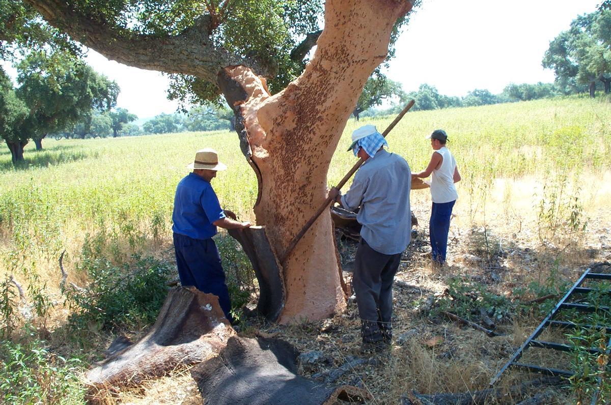 Descorche con herramientas tradicionales.