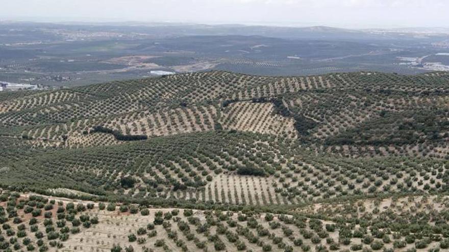 Europa otorga protección al Aceite de Lucena