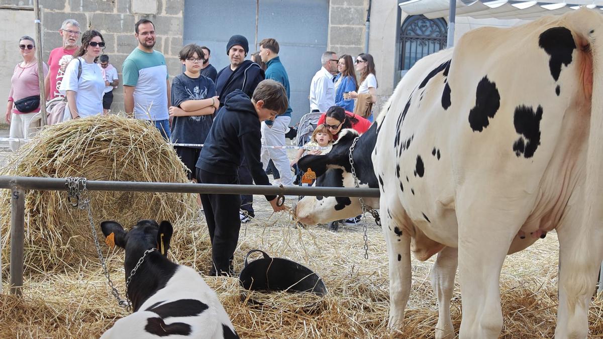 FOTOS | Búscate en la Fira de ses Vaques de Campos