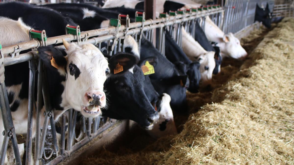 Vaques menjant farratge a la granja Matas de Cruïlles