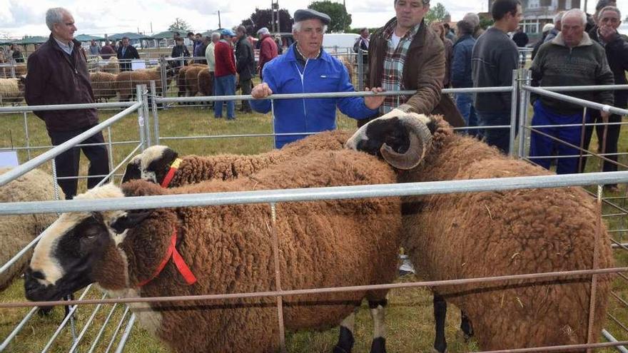 Ejemplares de ovino de raza castellana en la feria de Carbajales.