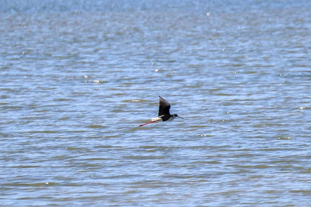 Las imágenes de la jornada en el observatorio de aves en ses Salines de Ibiza