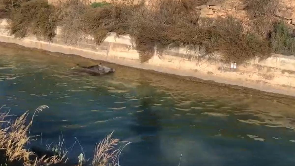 Los cazadores de Villar del Arzobispo rescatan dos jabalíes en el canal de Camp del Turia.