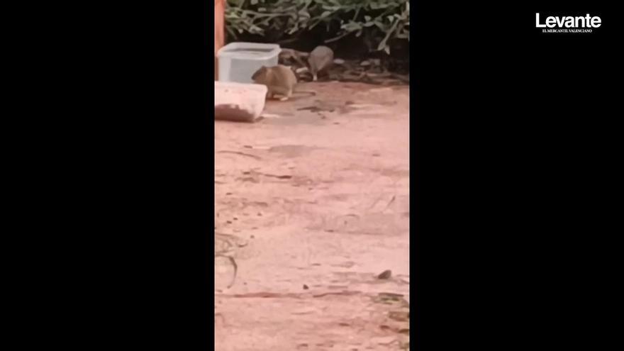 Las ratas se pasean por un barrio del Port de Sagunt