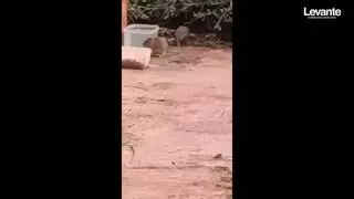 Las ratas se pasean por un barrio del Port de Sagunt