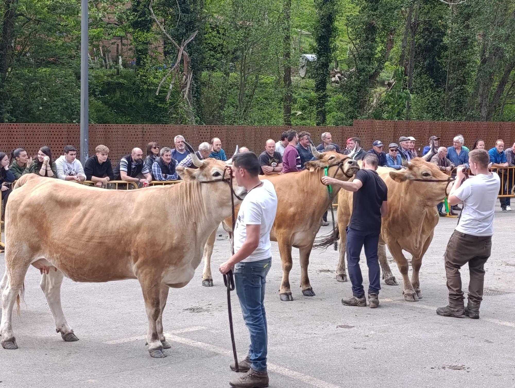 El XXXI Certamen-Exposición de Asturiana de los Valles de Teverga, en imágenes