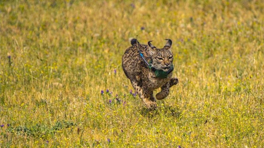 Muere atropellado un lince en Andújar, el sexto en Andalucía en 2017