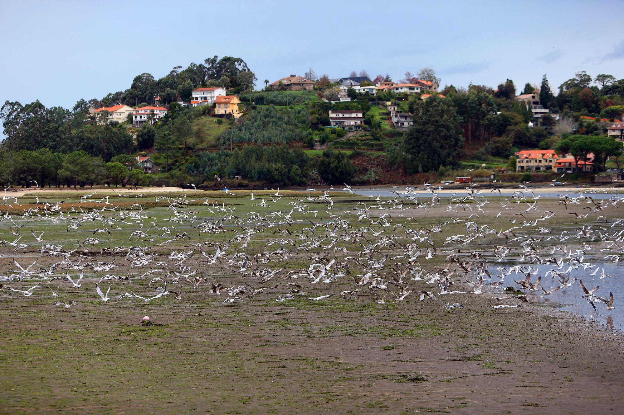 La belleza natural del estuario de Foz que atrae a esta bandada de gaviotas