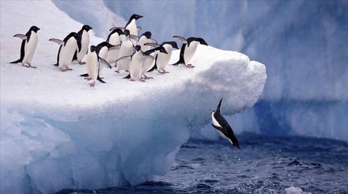 fcosculluela33269714 mas periodico pinguinos en la antartida161028100839