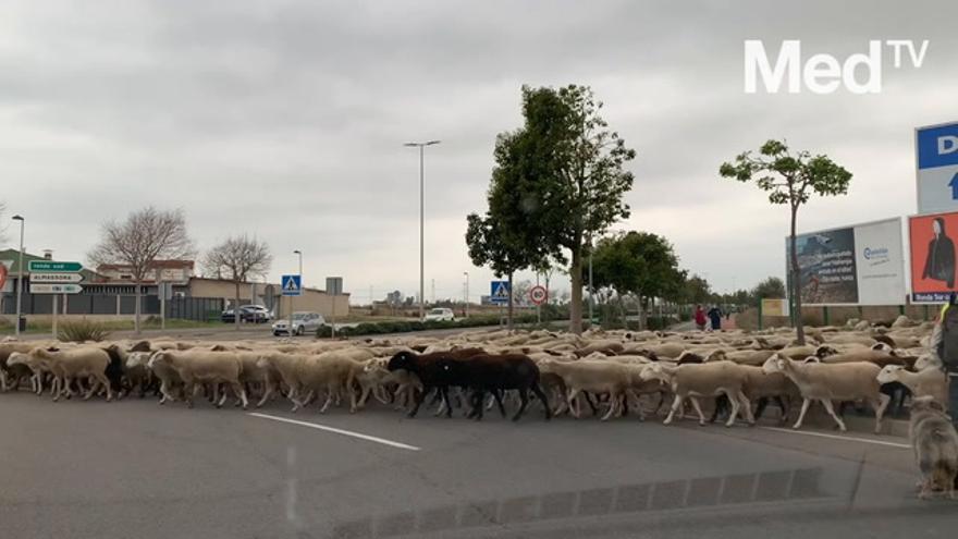 Curiosa imagen en Castellón, un rebaño de ovejas paraliza el tráfico de la ronda sur