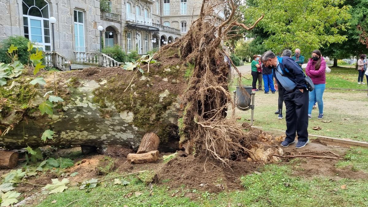 El árbol que se desplomó en el jardín del Gran Hotel causando la muerte a una mujer. // Anxo Gutiérrez