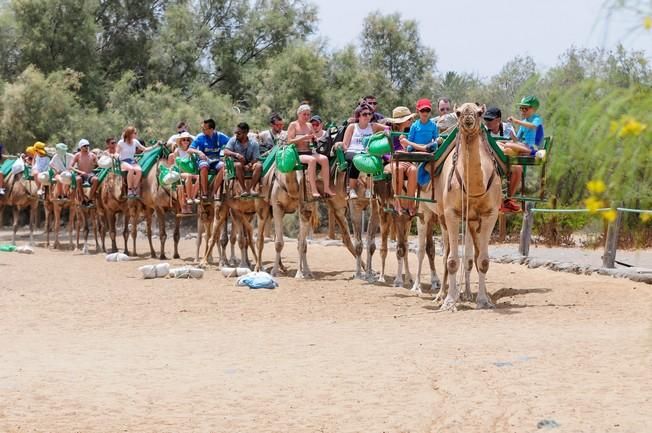 Reportaje excursiones con camellos en las Dunas ...