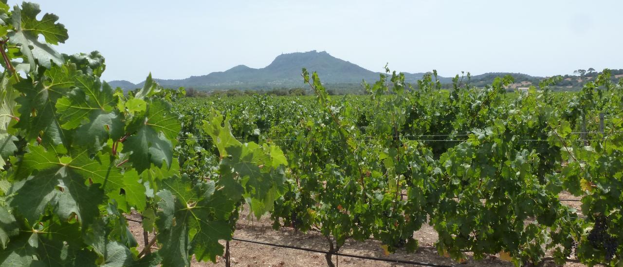 Viñedos de la finca Es Fangar.