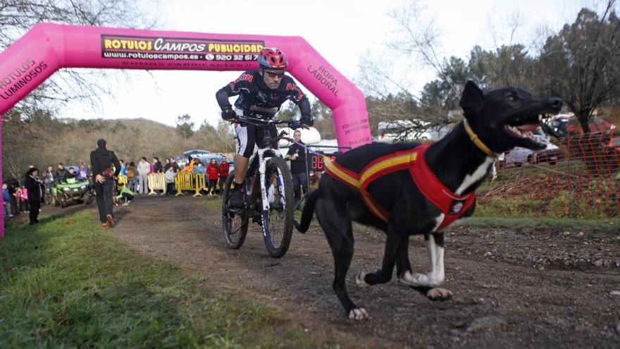 A Estrada abre la Copa de España de Mushing Tierra