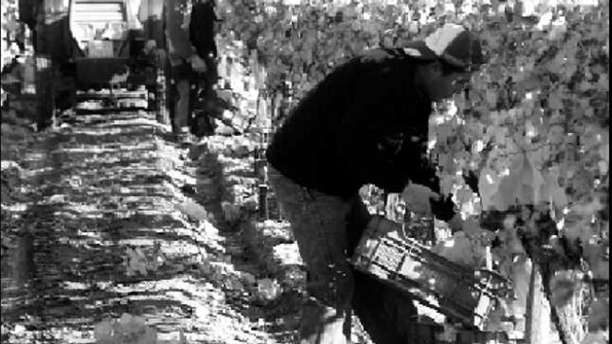 Trabajadores inmigrantes

 en la recogida de la uva de mesa del Vinalopó