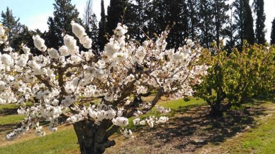 EL CITA avanza en el control genético del cerezo para adaptarse al calor