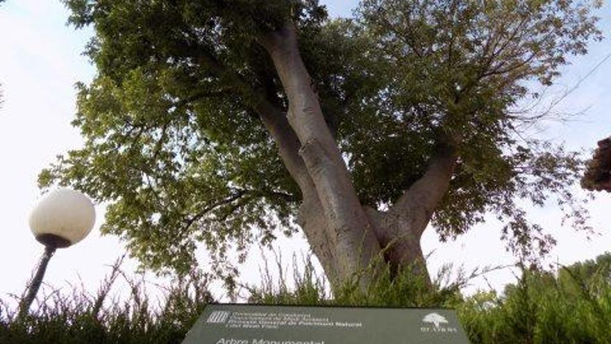 El lledoner de l&#039;estació de Rajadell és un dels cinc arbres monumentals que hi ha al Bages