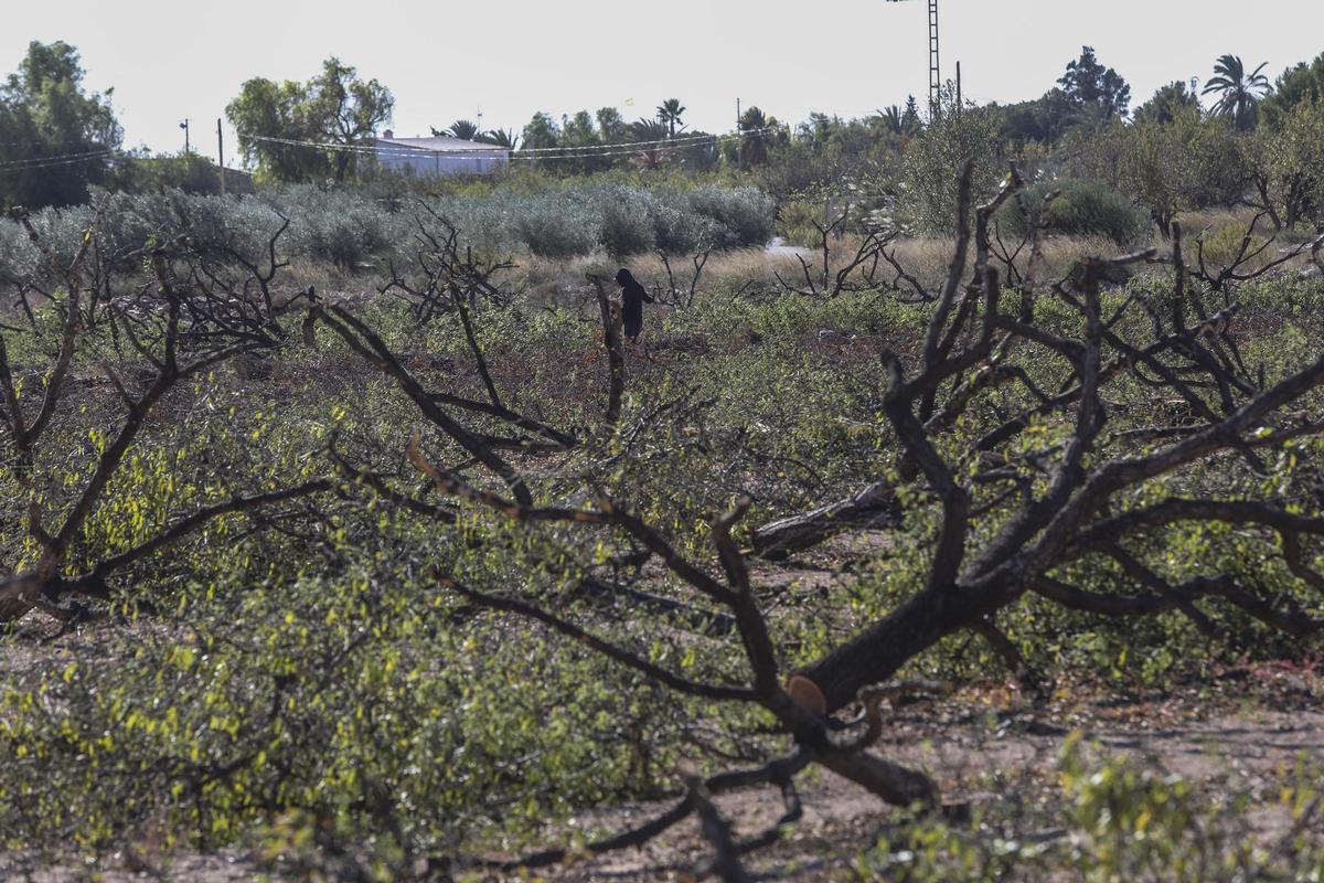 Almendros arrancados en el Camp d’Elx, en una imagen de esta semana.