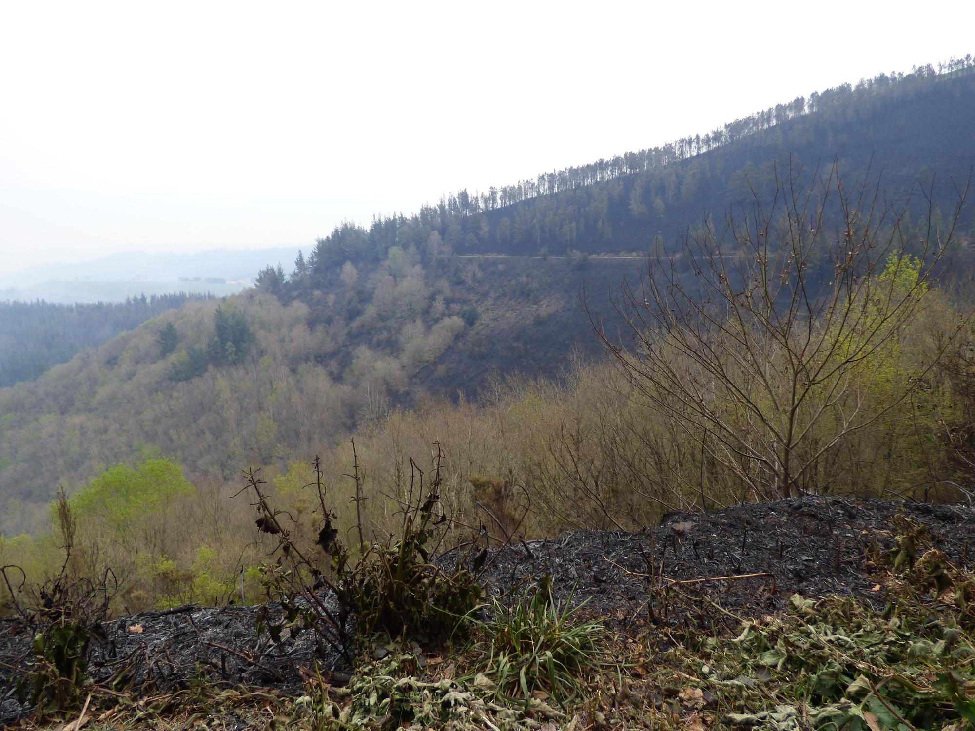 La lucha contra el fuego en los concejos de Tineo y Allande