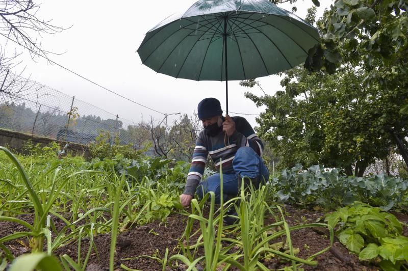 Los agricultores grancanarios celebran el paso de Filomena