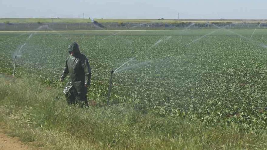 Un agricultor supervisa el riego de una parcela cultivada en el término municipal de Toro.