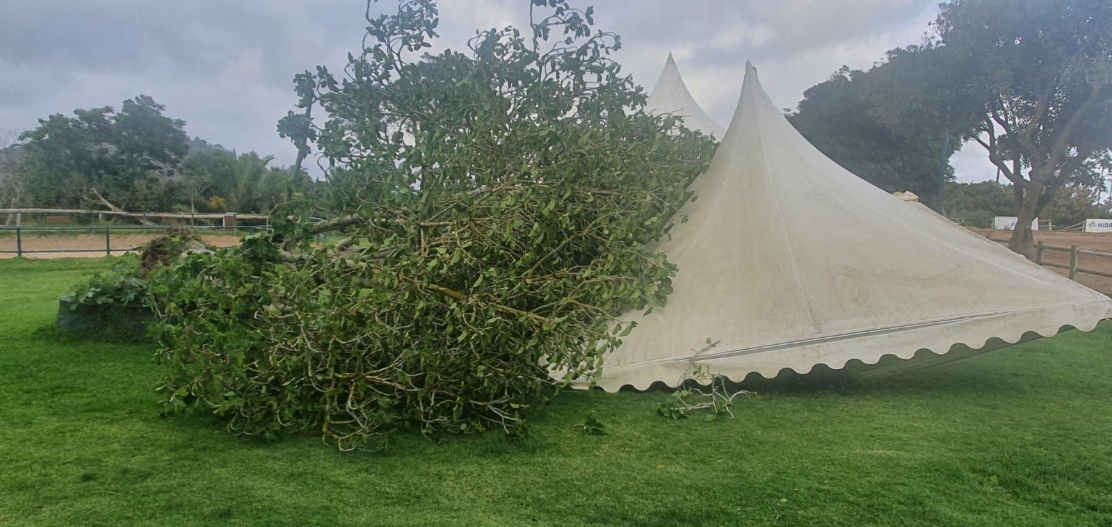 El viento arranca una higuera en el Real Club de Hípica de Bandama y parte una palmera en Ingenio (14/05/2021)