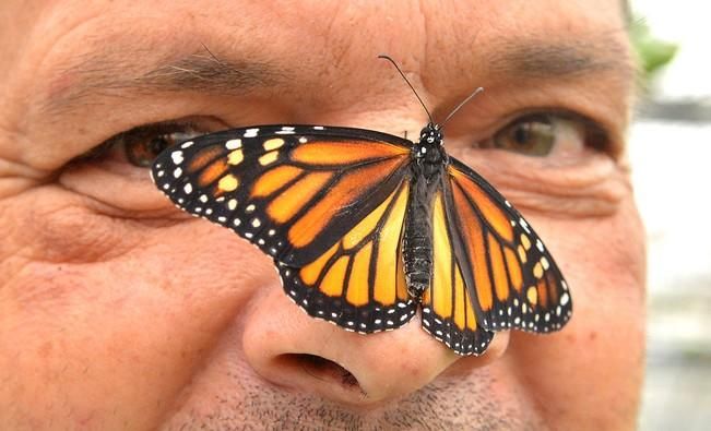 MARIPOSAS GRANJA