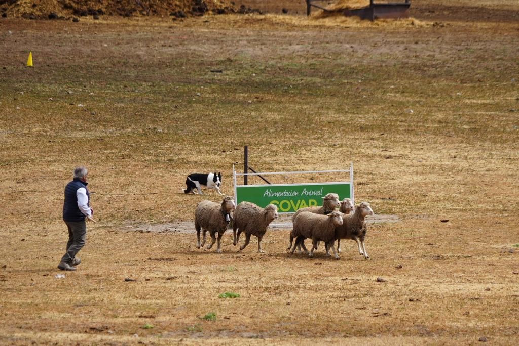 La Feria Agroganadera de Los Pedoches, en imágenes