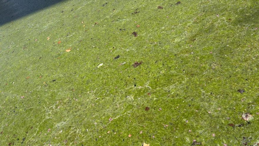 VÍDEO | Así se encuentra la ría del Parque de María Luisa