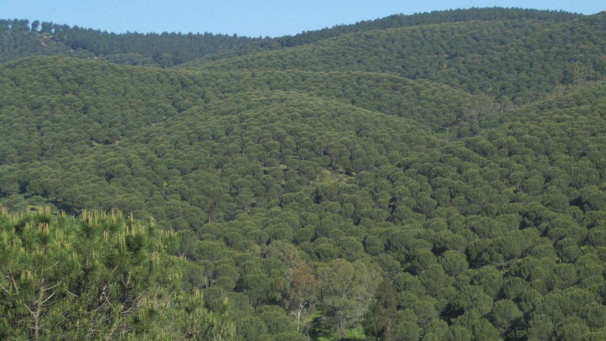 Plantación de pino piñonero en Villaviciosa de Córdoba que mantiene su continuidad horizontal.
