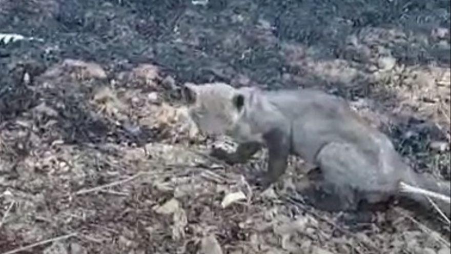 VÍDEO | Una garduña ciega, quemada y desorientada, superviviente tras el fuego en Villardeciervos