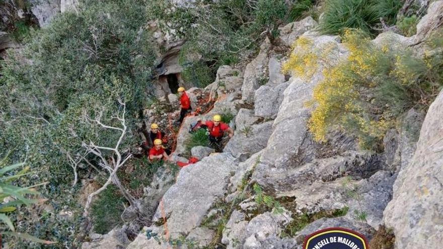 Rescate de un buitre negro en el torrente de Pareis