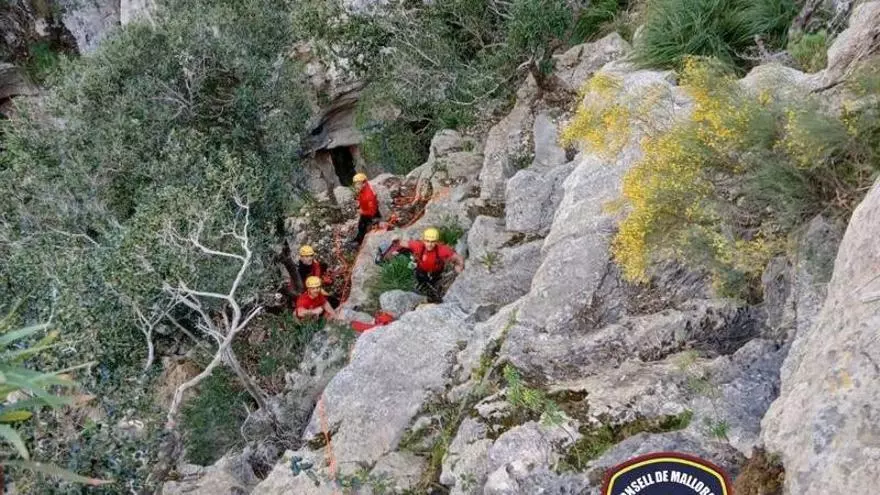 Los Bomberos de Mallorca rescatan a un buitre negro en el Torrent de sa Fosca